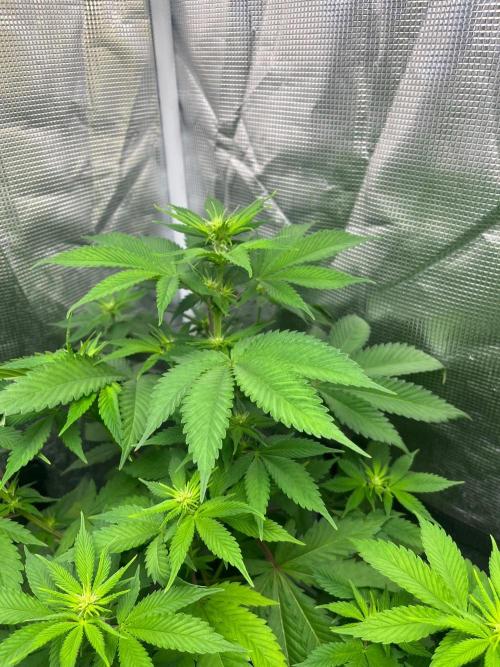 Oreoz USA. Kannabia seeds company. Week 7