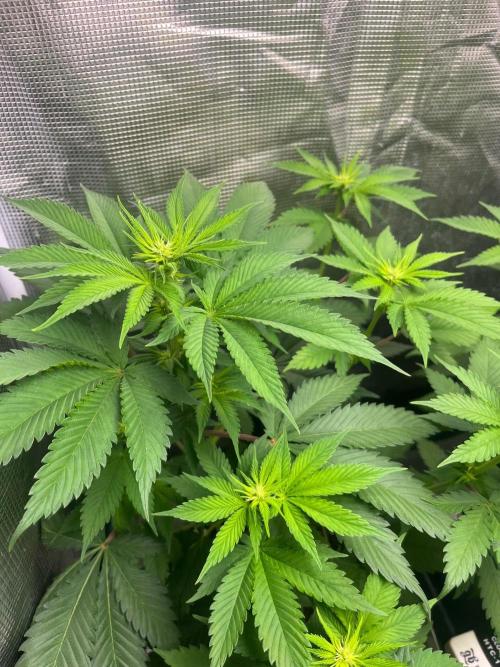 Oreoz USA. Kannabia seeds company. Week 7