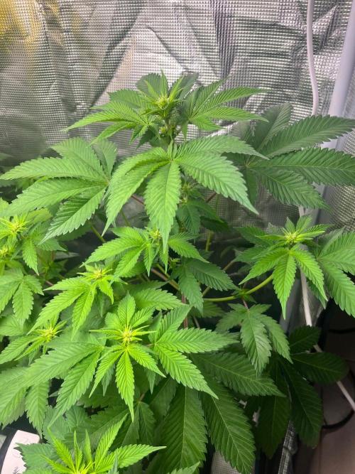 Oreoz USA. Kannabia seeds company. Week 7