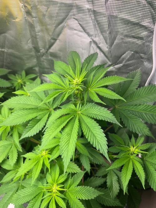 Oreoz USA. Kannabia seeds company. Week 7