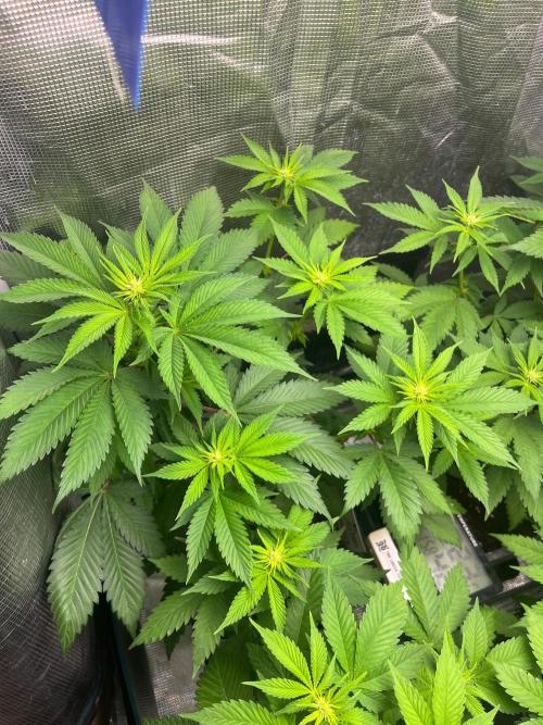 Oreoz USA. Kannabia seeds company. Week 7