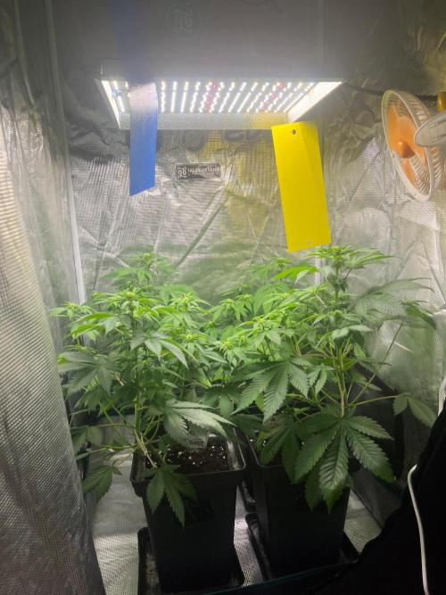 Oreoz USA. Kannabia seeds company. Week 7