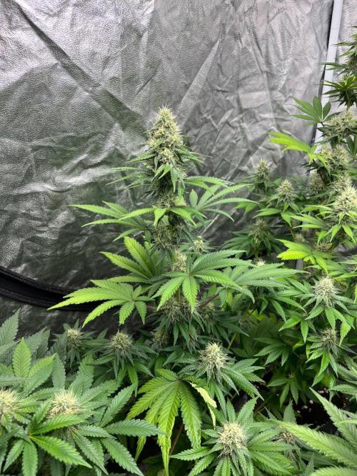 Zoap Rose. Kannabia Seeds Company. Week 11