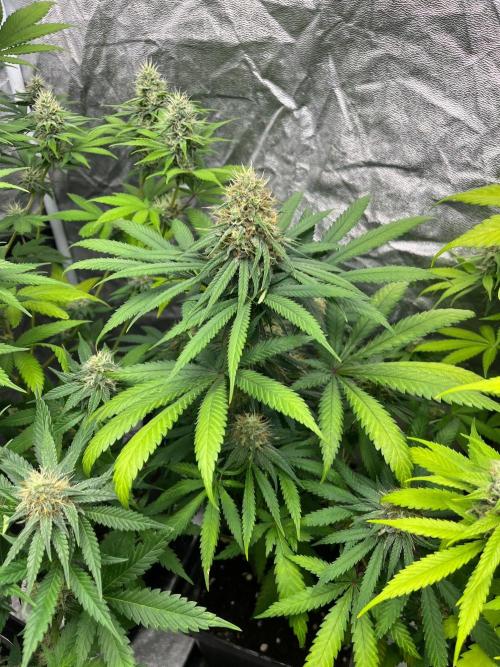 Sherbet Jedi Joint. HighBreed. Week 11