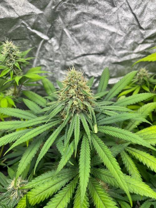 Sherbet Jedi Joint. HighBreed. Week 11