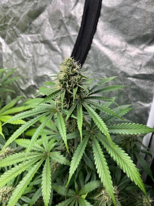 Gelato 41. Seedstockers. Week 11
