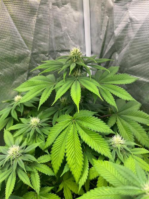 Oreoz USA. Kannabia seeds company. Week 8