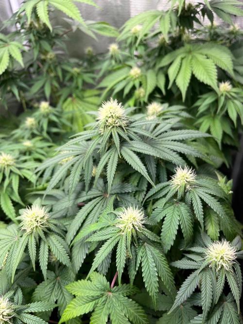 Wedding Cake. RoyalQueenSeeds. Week 8