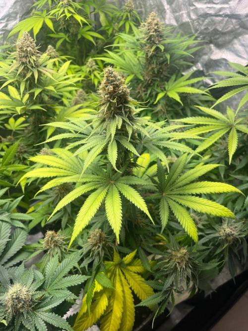 Sherbet Jedi Joint. HighBreed. Week 13