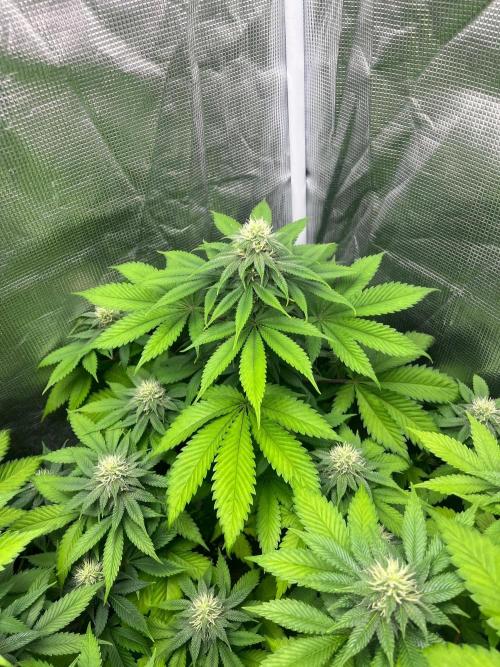 Oreoz USA. Kannabia seeds company. Week 9