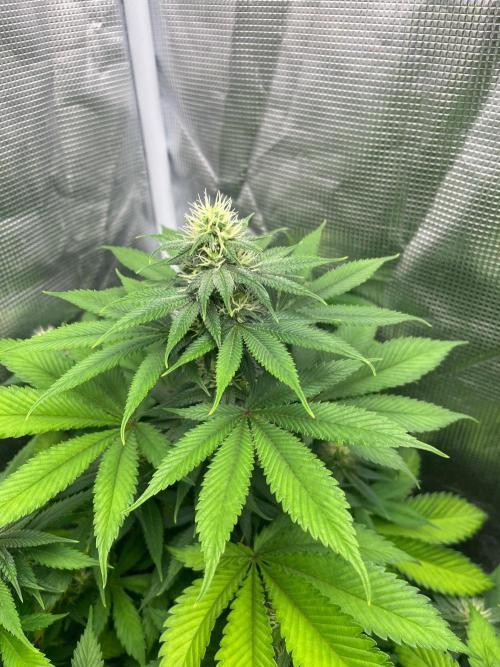 Oreoz USA. Kannabia seeds company. Week 9