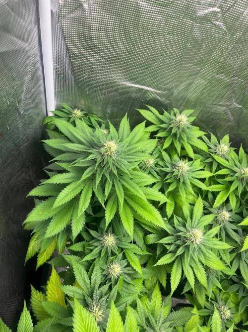 Oreoz USA. Kannabia seeds company. Week 9