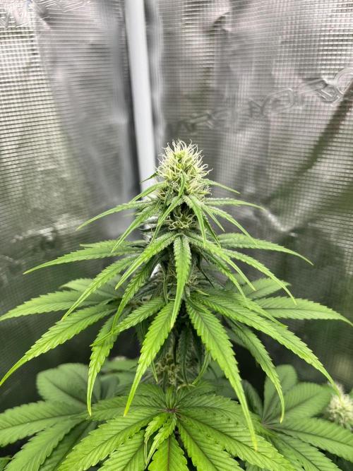 Toad Venum. Growers Choice. Week 9