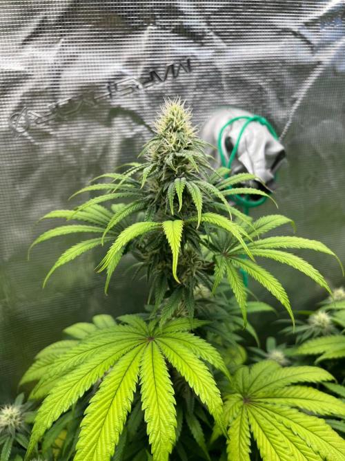 Hulkberry. RoyalQueenSeeds. Week 9