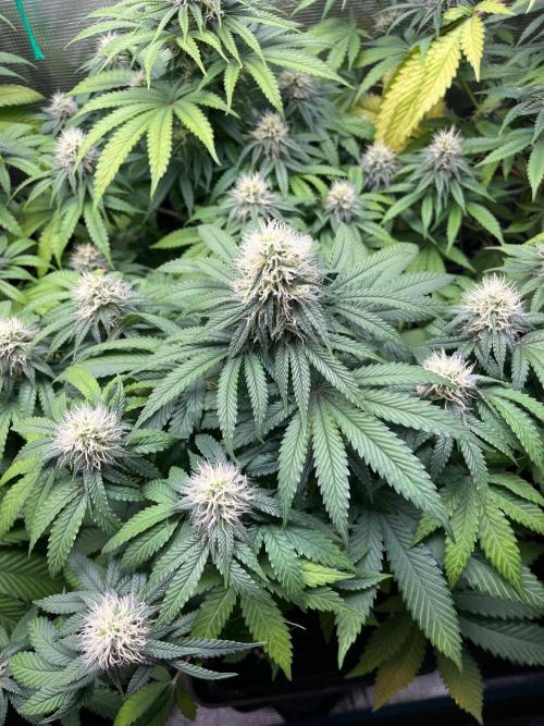 Wedding Cake. RoyalQueenSeeds. Week 9