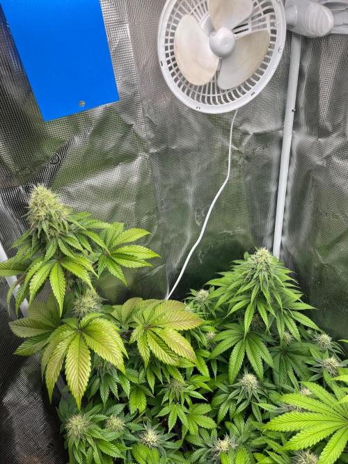 Toad Venum. Growers Choice. Week 10