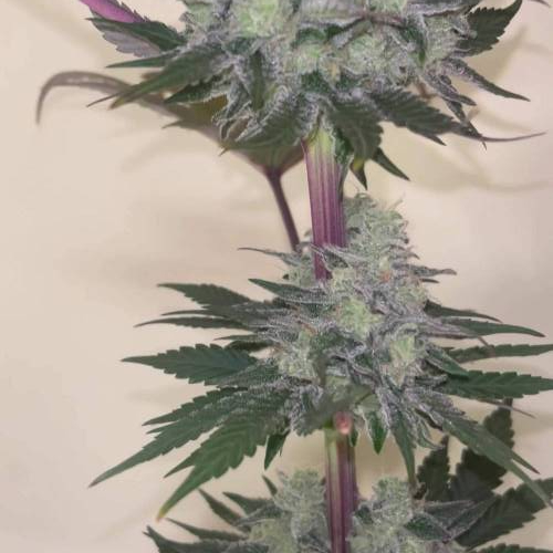 Runtz. Seedstockers