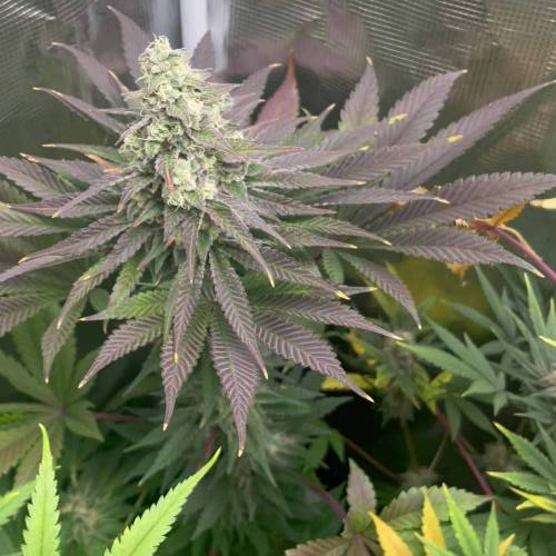 Runtz. Seedstockers