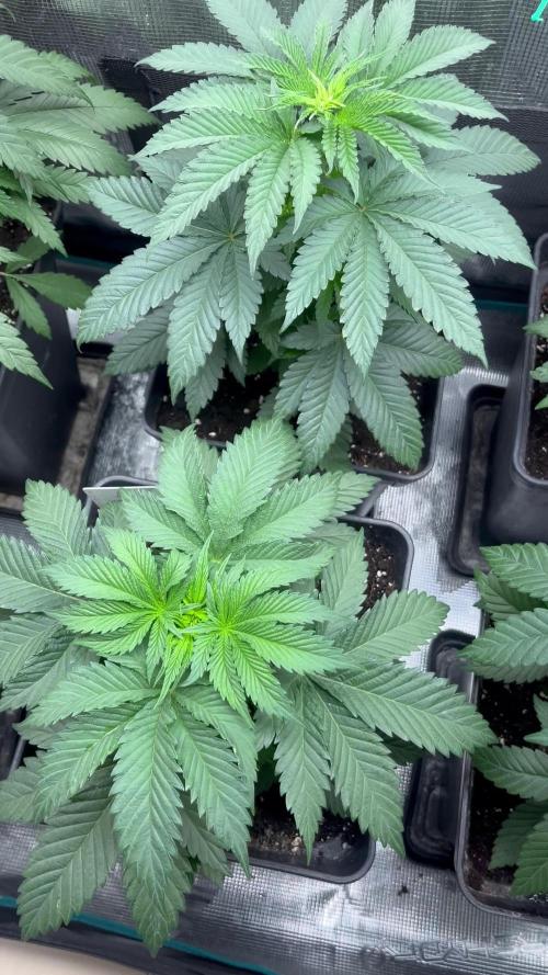 Pink Runtz. RoyalQueenSeeds 