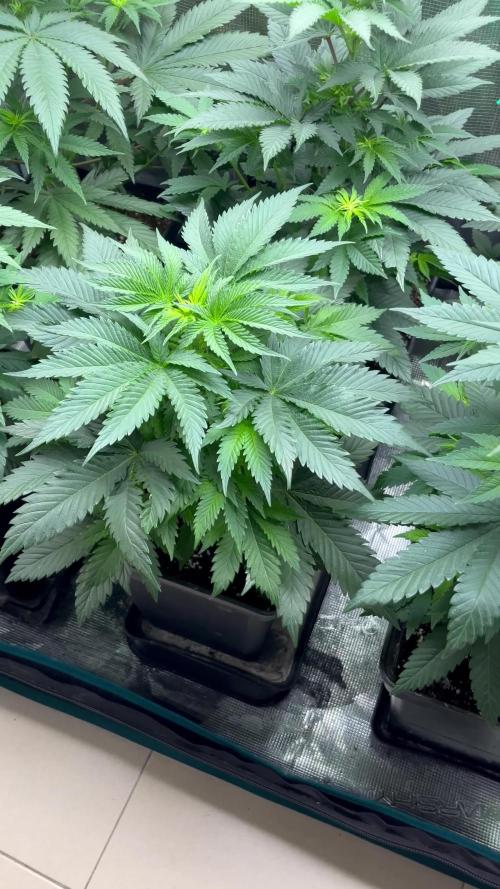 Pink Runtz. RoyalQueenSeeds 