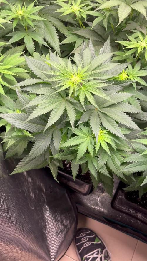 Pink Runtz. RoyalQueenSeeds 