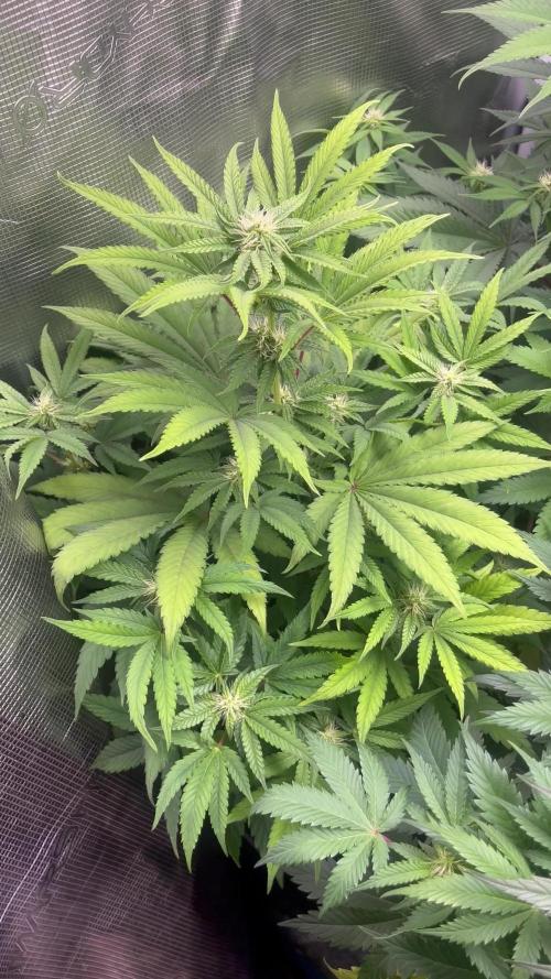 Pink Runtz. RoyalQueenSeeds 