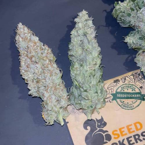 Runtz. Seedstockers