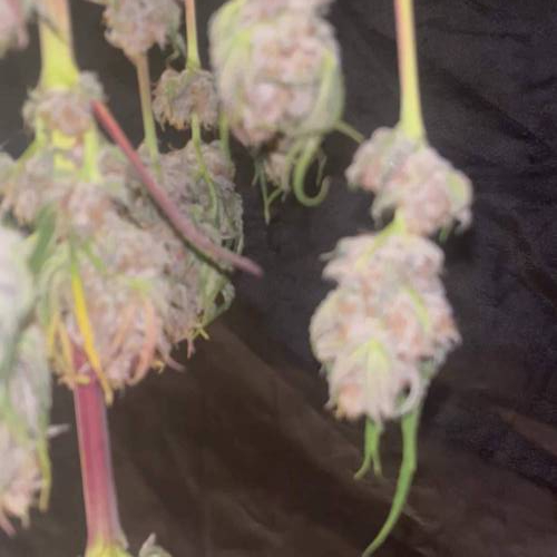 Runtz. Seedstockers