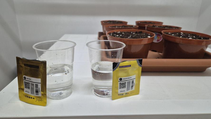 New drop fastbuds 💪. Week 0