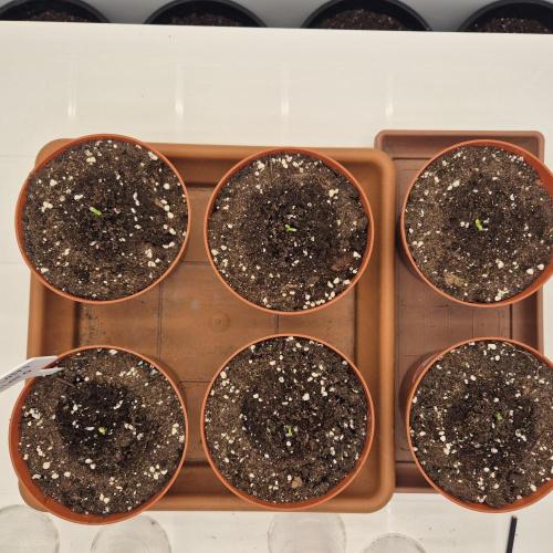 New drop fastbuds 💪. Week 0