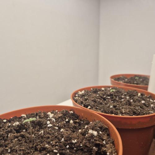 New drop fastbuds 💪. Week 0