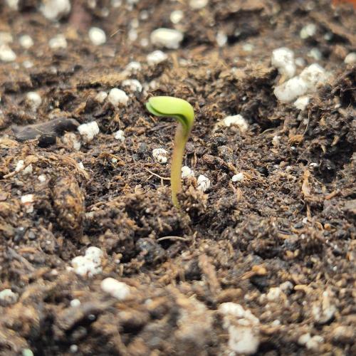 New drop fastbuds 💪. Week 0