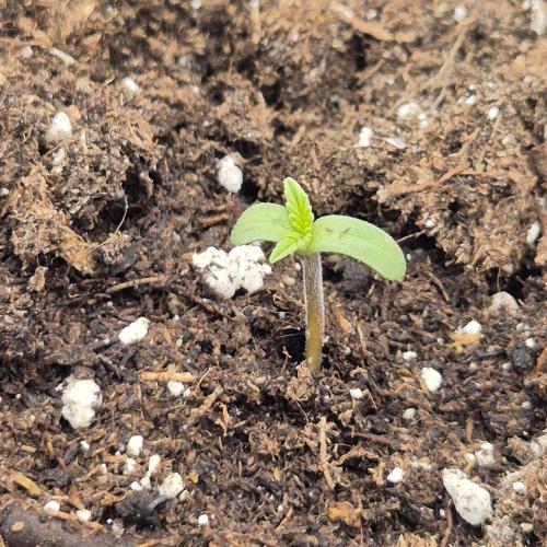 New drop fastbuds 💪. Week 0