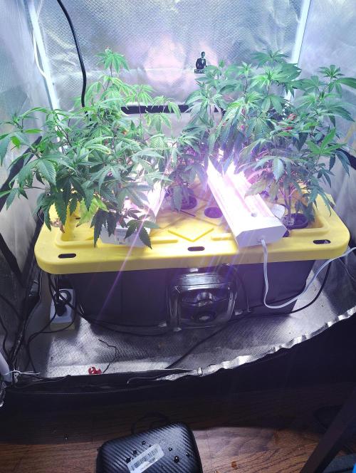 FruitsByDaPound3x3. Week 4