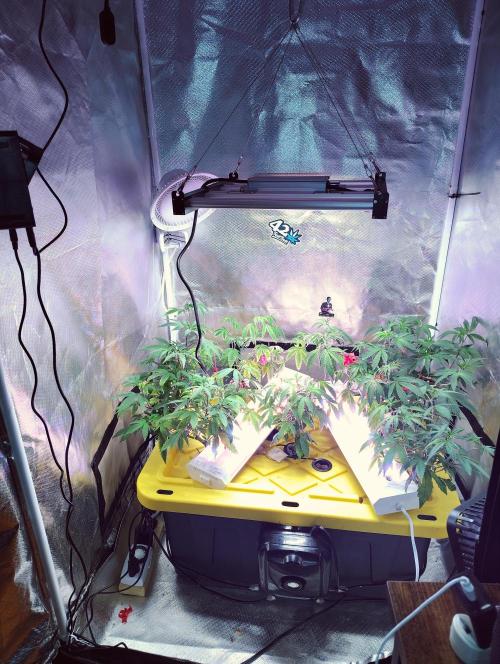 FruitsByDaPound3x3. Week 4