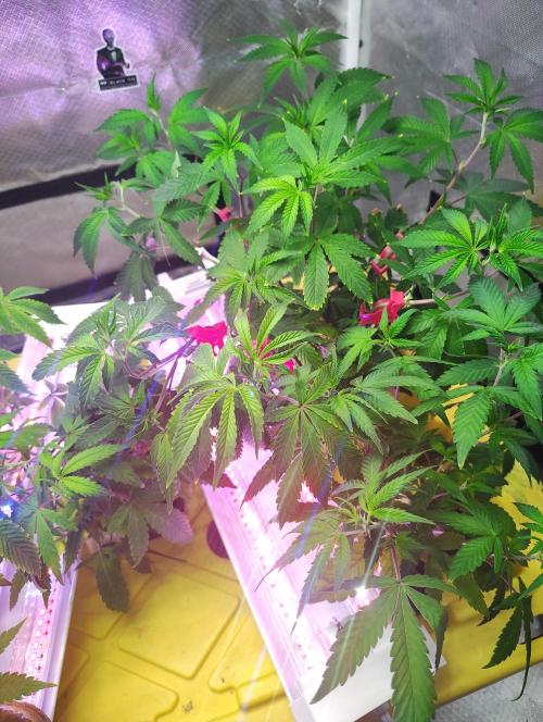 FruitsByDaPound3x3. Week 4