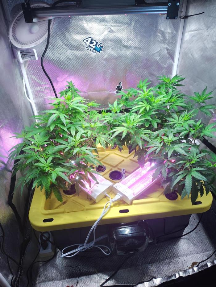 FruitsByDaPound3x3. Week 1 - 1 of the lemon Mandarin were behind the height as the other plants so I put lef