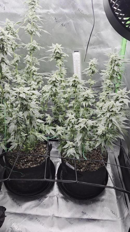 Frozen Biscotti Bag Seed