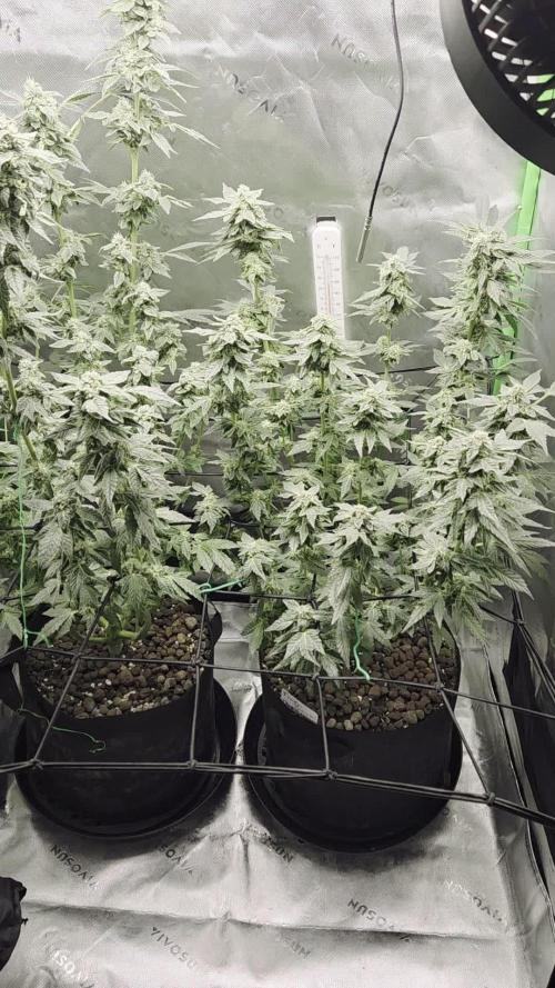 Frozen Biscotti Bag Seed