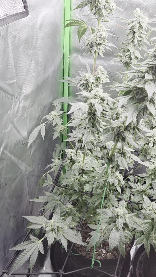 Frozen Biscotti Bag Seed