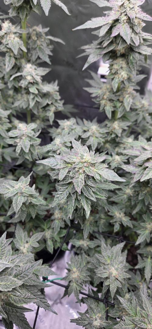 Frozen Biscotti Bag Seed. Week 14