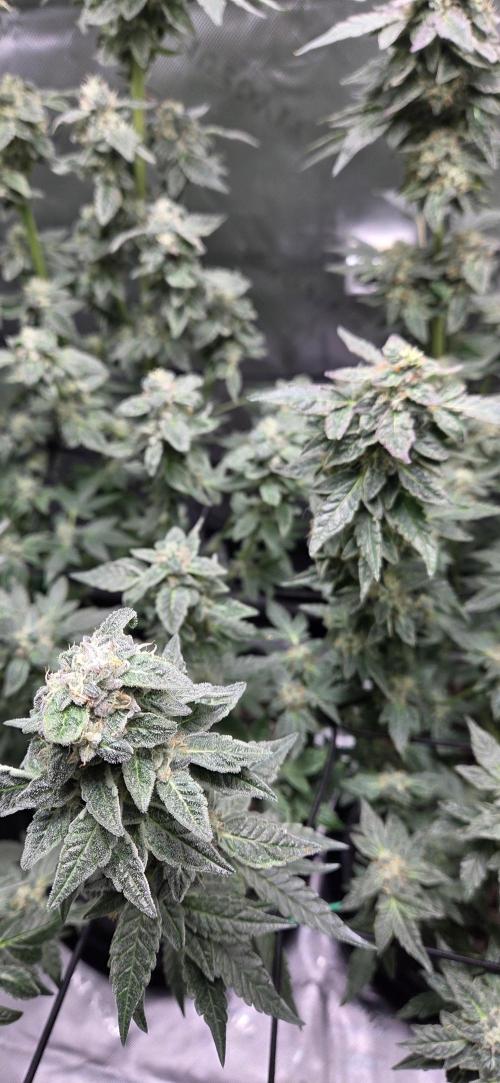 Frozen Biscotti Bag Seed. Week 14