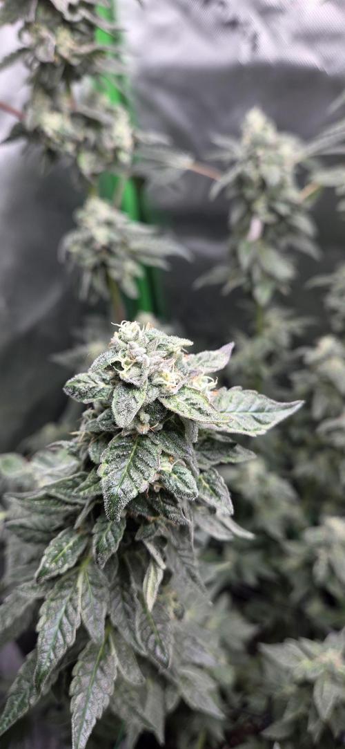 Frozen Biscotti Bag Seed. Week 14