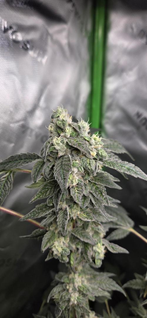 Frozen Biscotti Bag Seed. Week 14