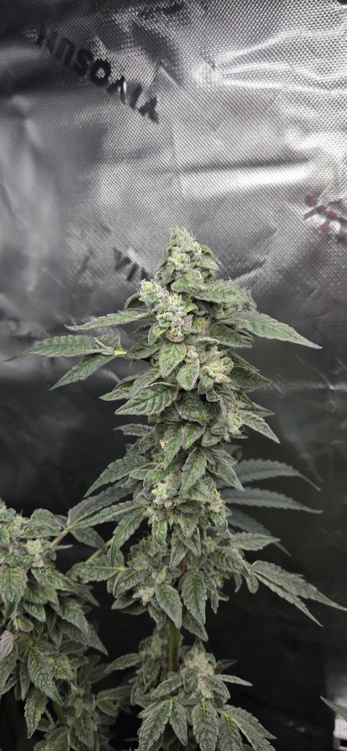 Frozen Biscotti Bag Seed. Week 14