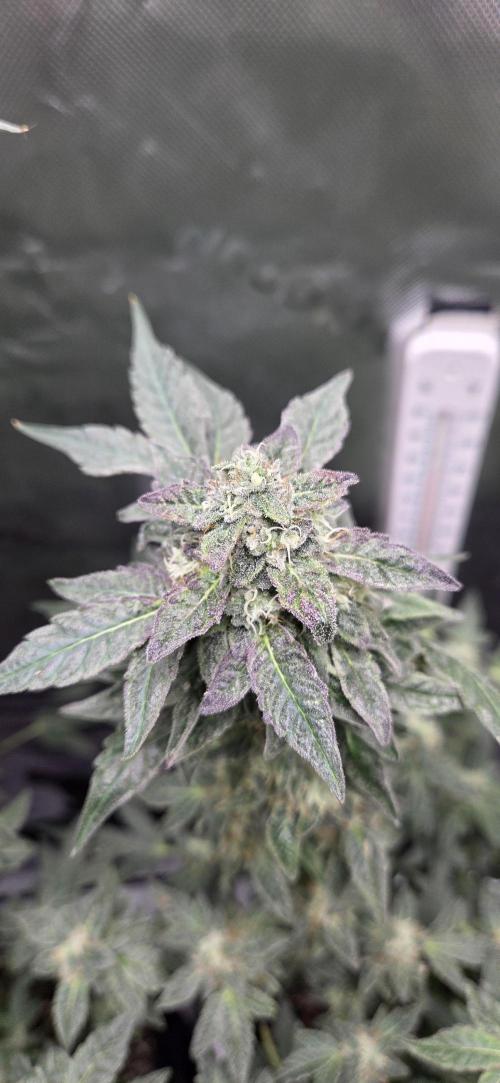 Frozen Biscotti Bag Seed. Week 14