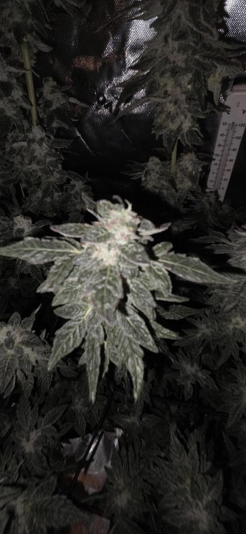 Frozen Biscotti Bag Seed. Week 15