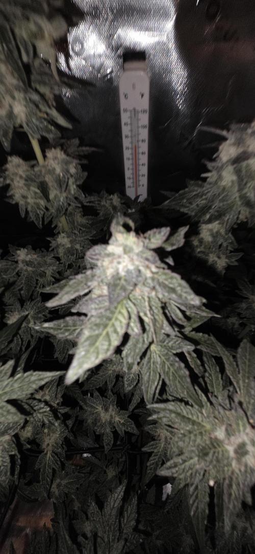 Frozen Biscotti Bag Seed. Week 15