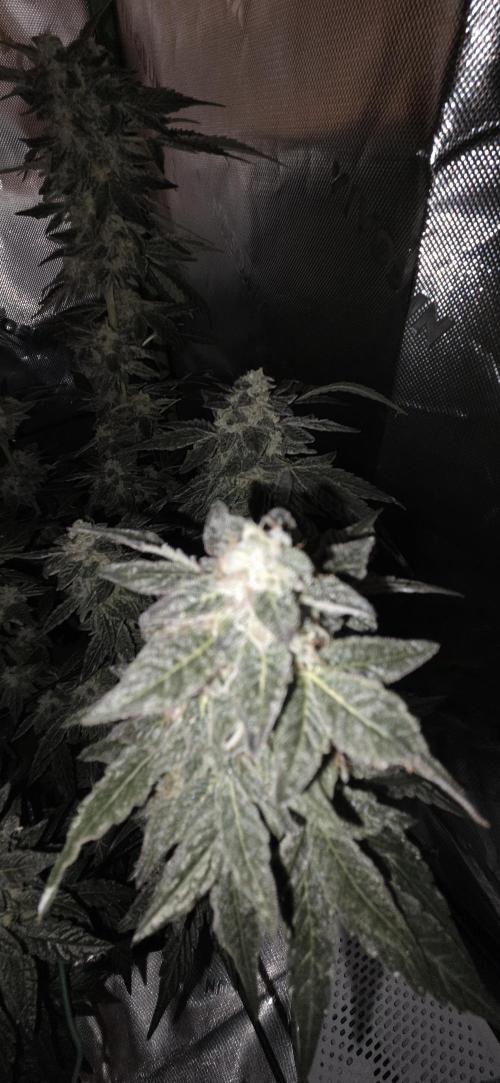 Frozen Biscotti Bag Seed. Week 15