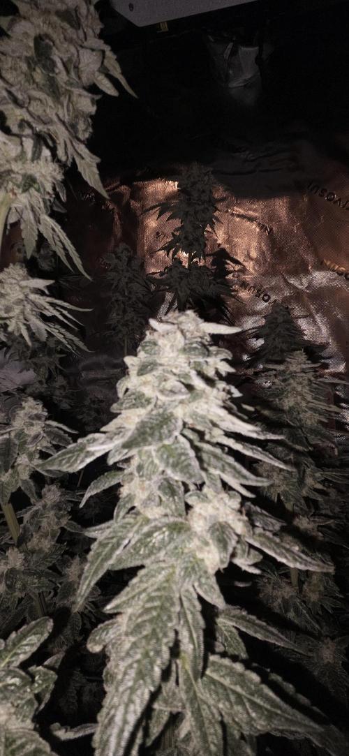Frozen Biscotti Bag Seed. Week 15